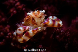 porcellain crab with eggs by Volker Lonz 